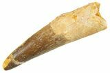 Fossil Spinosaurus Tooth - Real Dinosaur Tooth #343584-1